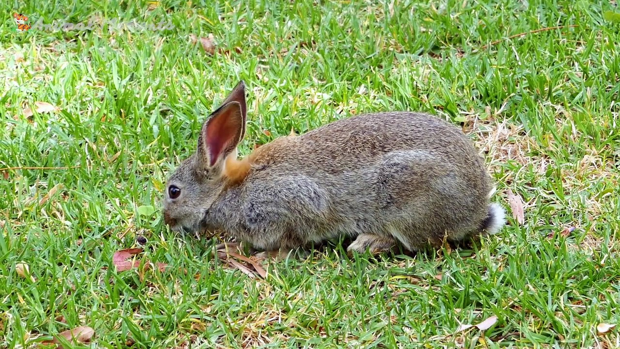 Cute little animals: dog, chicken, rabbit, cow, horse,