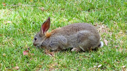 Cute little animals: dog, chicken, rabbit, cow, horse,