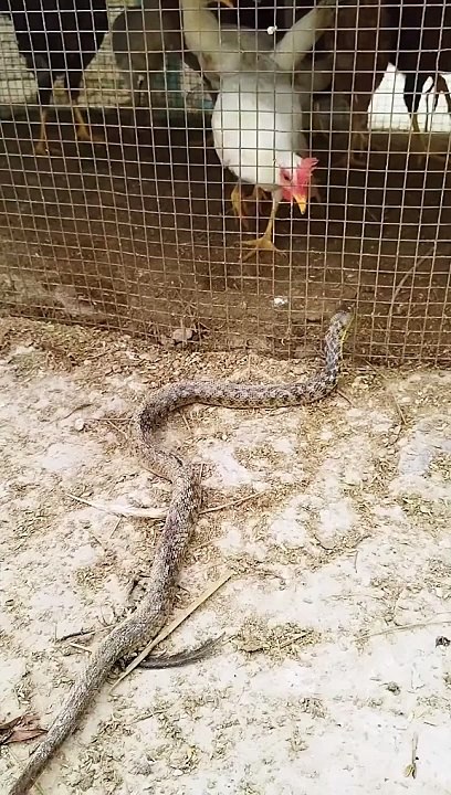 Snack attacks on hens cage