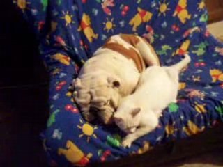 bulldog et chat