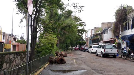 Ignoran árboles caídos por tormenta en el Sur de Zapopan; llevan dos días sin luz