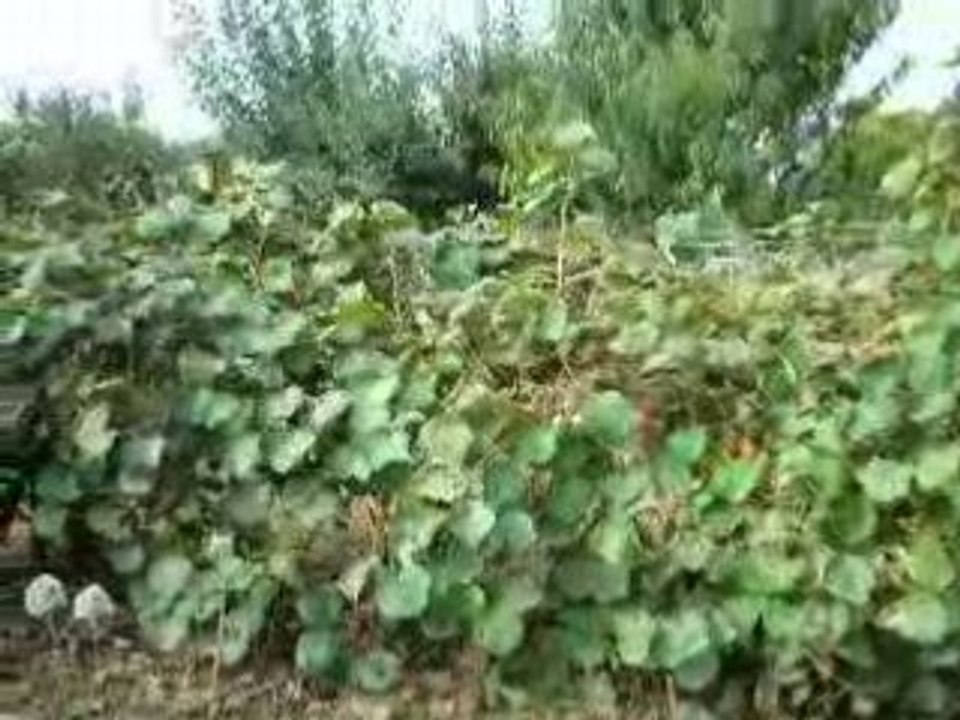 Maison Extérieur prox. Marmande