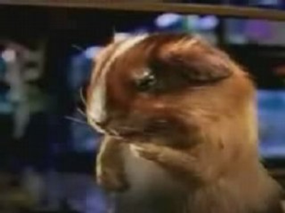 The mouse