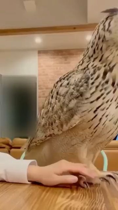 Animals entertaining moments