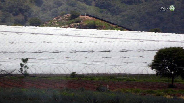 Sequía en México reduce exportaciones de berries a Estados Unidos