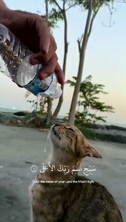 Qurani talimaat