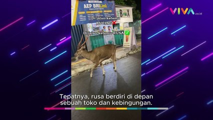 Bikin Kaget, Rusa Muncul di Pinggir Jalan Saat Malam Hari