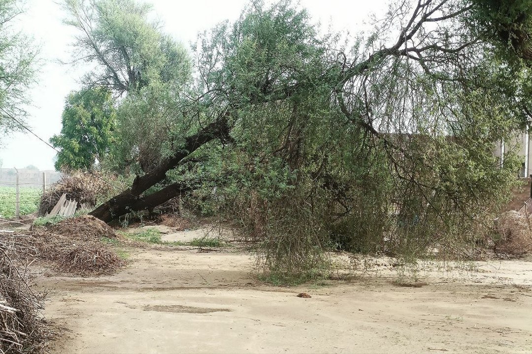 Monsoon Rain in Rajasthan : जयपुर में धूप-बादल...