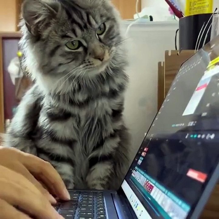 kucing lucu