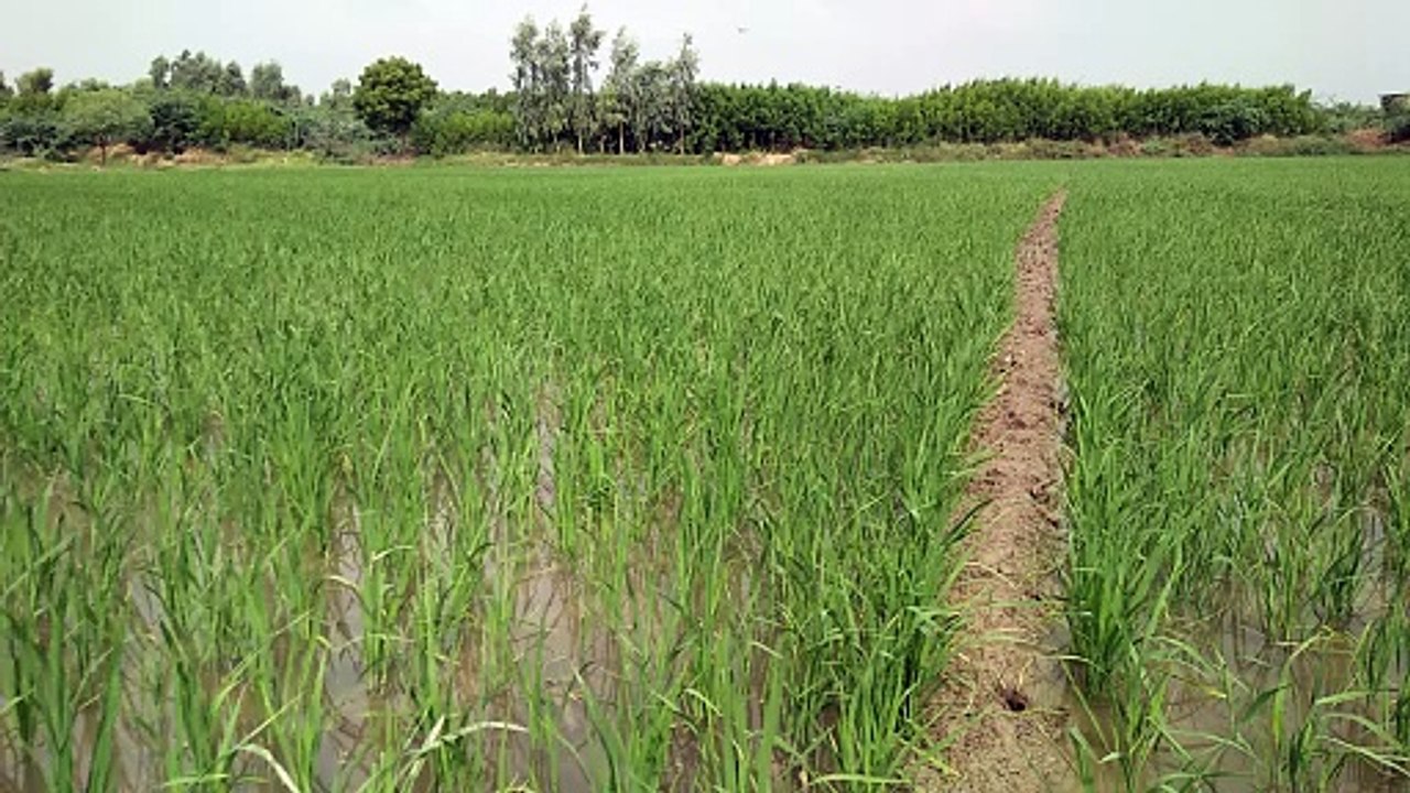 Green Rice fields.