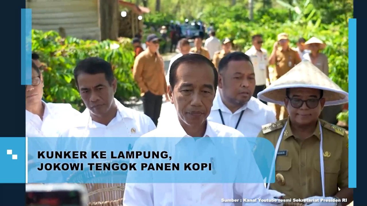 Kunker Ke Lampung, Jokowi Tengkok Panen Kopi