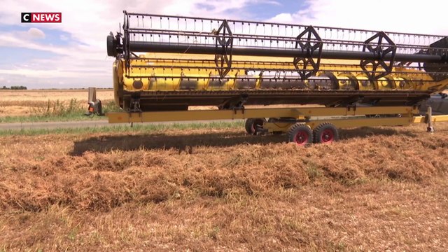 Météo : Les récoltes de blé sont catastrophiques