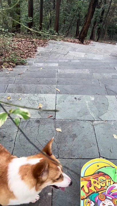 Pro dog..