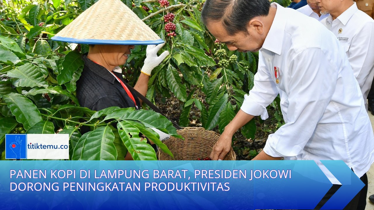 Panen Kopi di Lampung Barat, Presiden Jokowi Dorong Peningkatan Produktivitas