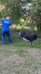 Mother Donkey Attacks Man When He Tries to Approach Her Baby