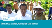 Kunjungan Kerja ke Lampung, Presiden Jokowi Tengok Panen Kopi