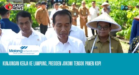 Kunjungan Kerja ke Lampung, Presiden Jokowi Tengok Panen Kopi