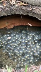 Do you know what kind of egg this is?