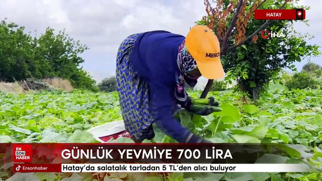 Hatay'da salatalık tarladan 5 TL'den alıcı buluyor