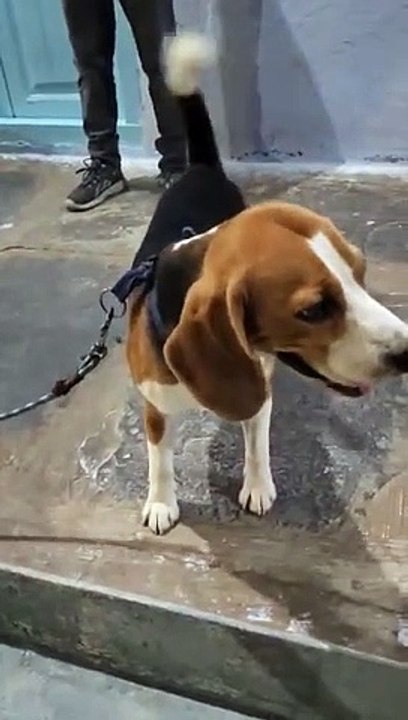 Beagle Pet