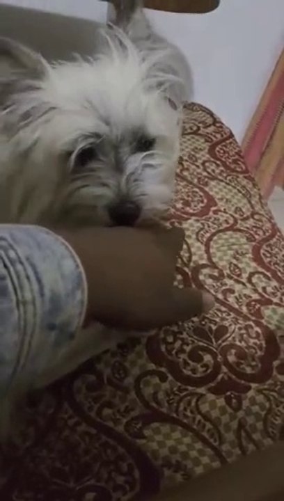 Rio Dog