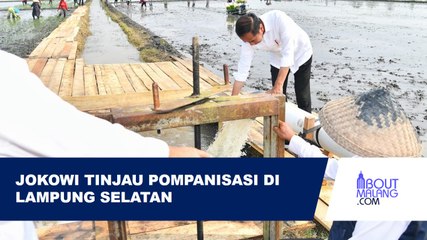 INI YANG DILAKUKAN JOKOWI UNTUK TINGKATKAN PRODUKTIVITAS SEKTOR PERTANIAN LAMPUNG