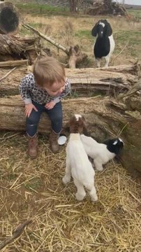 Toddler Imitates Baby Goat