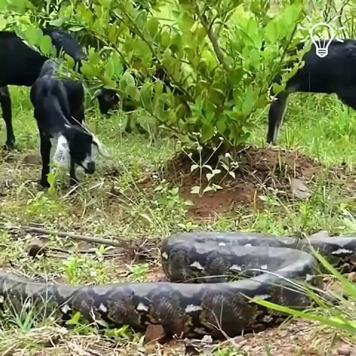 Giant snake attacked innocent goat