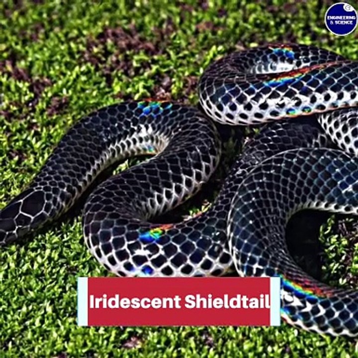 The world's most beautiful snakes