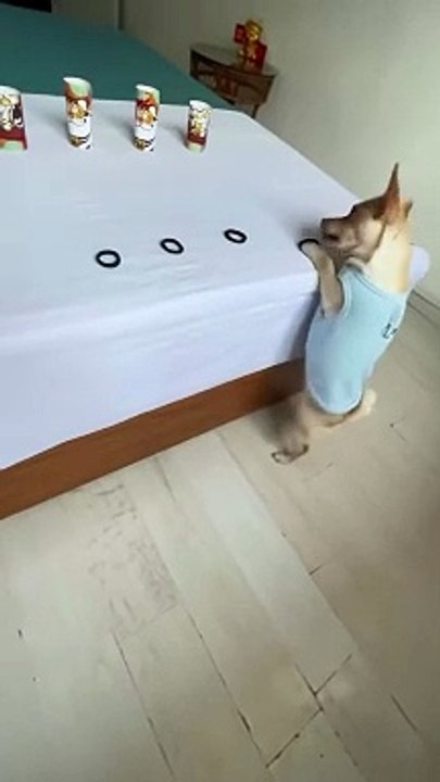 Chien tireur d'élite