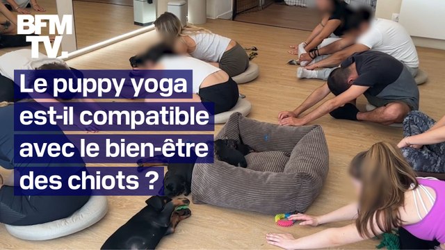 Puppy yoga: peut-on allier détente avec les chiots et bien-être animal?