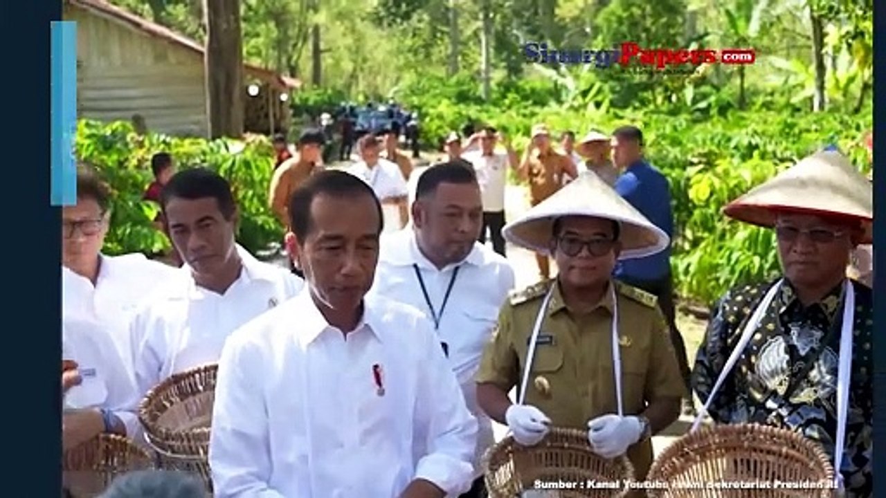Kunker ke Lampung, Jokowi Tengok Panen Kopi