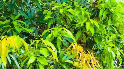 Niệm khúc cuối - Tác giả Ngô Thụy Miên