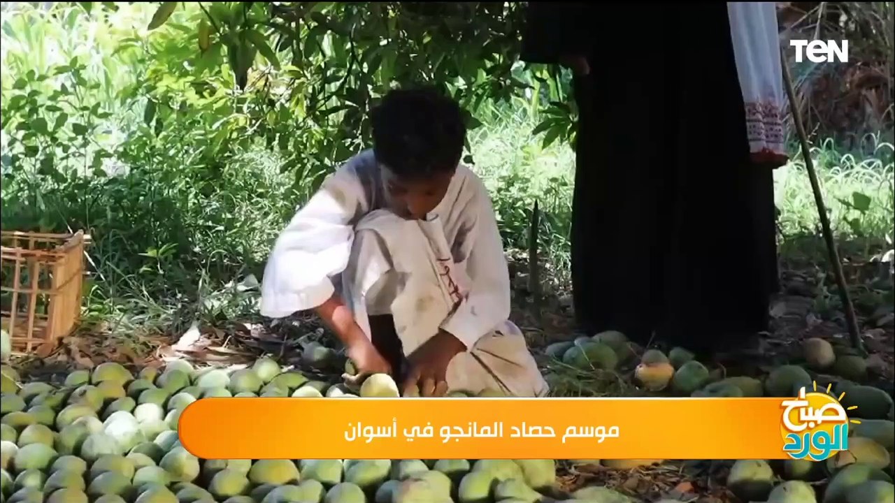 موسم حصاد المانجو في أسوان