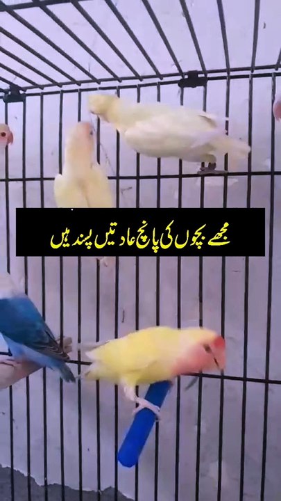 Birds 13.7.24
