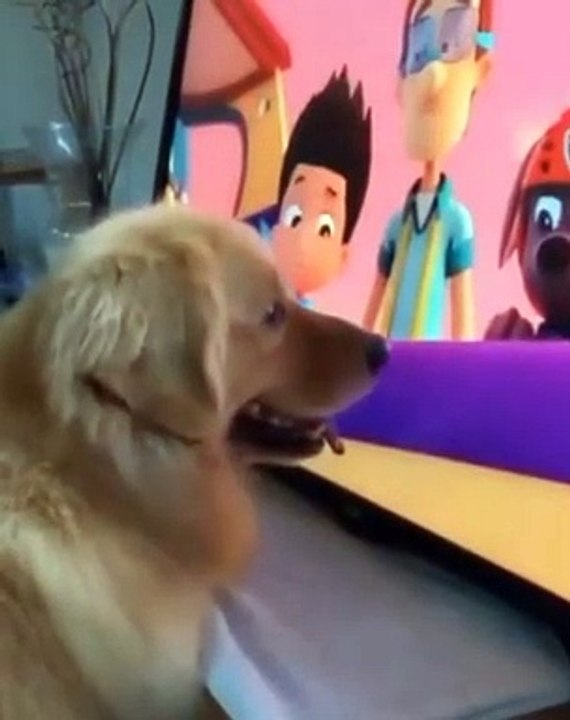 Ultimate Baby Dogs - Cute and Funny Dog Videos Compilation#funnydogs #cutedogs #dogvines