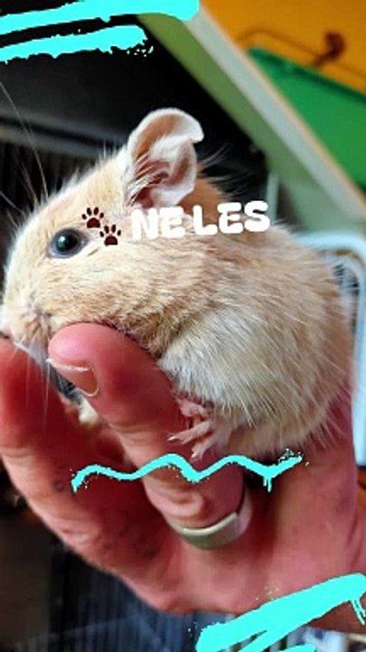 CVSB Dis non aux abandons