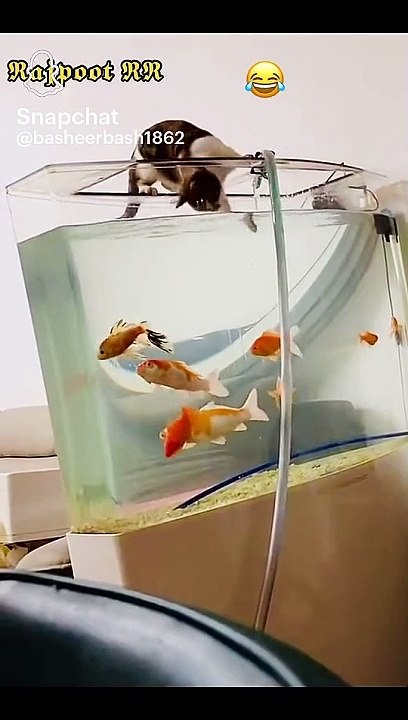 Funny video
