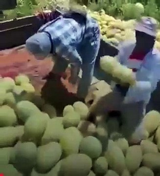 Bu haftanın çöpe atılan meyvesi kavun oldu! Marketlerde fiyatları fahiş görünce şaşırmayın