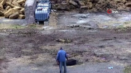 Vahşet saniye saniye kamerada! Eşeği bıçakladı atları zehirledi