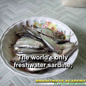 Tawilis | The Only Freshwater Sardine in the World | Best School in Dasmariñas City, Best School in Amadeo 12