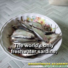 Tawilis | The Only Freshwater Sardine in the World | Best School in Dasmariñas City, Best School in Amadeo 12