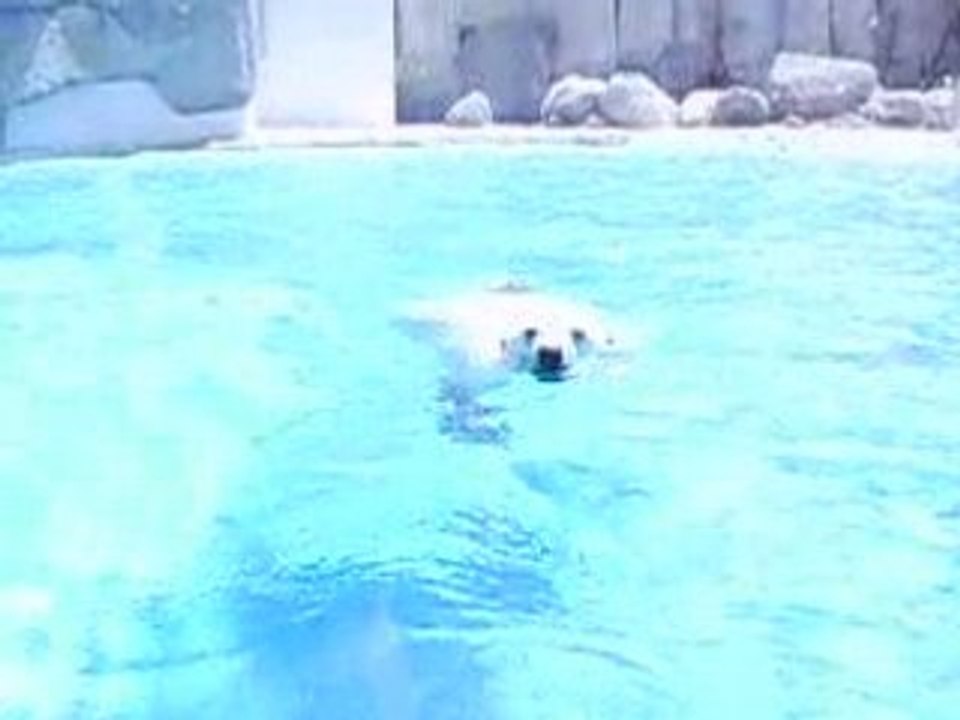 ours polaire