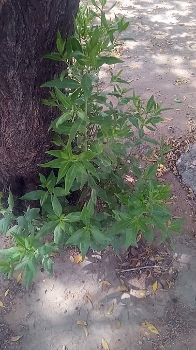 VID_20240710_145359_edited