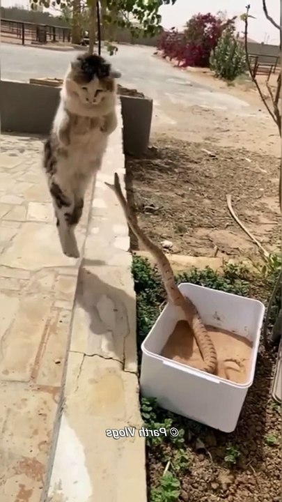 This Is How The Fast Cats Is #shorts #viral #reels #trending #tiktok