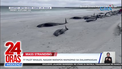 77 pilot whales, nasawi matapos mapadpad sa dalampasigan | 24 Oras Weekend