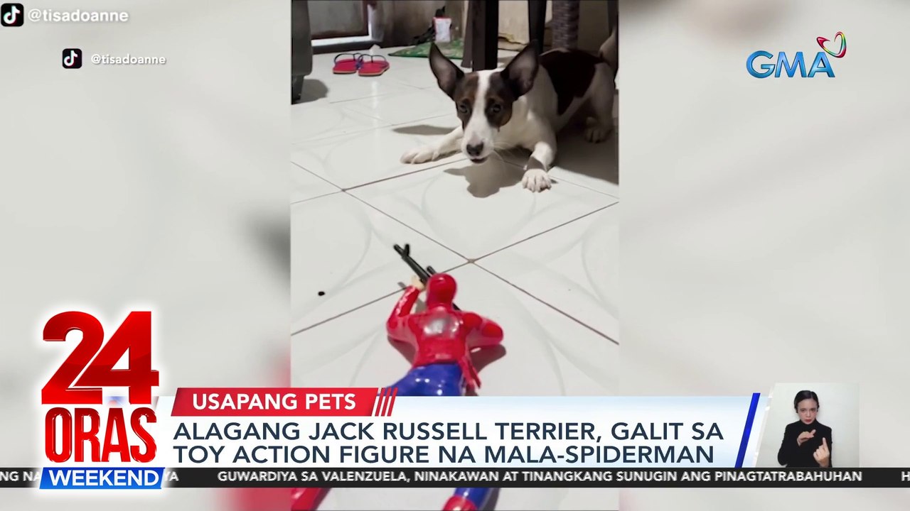 Alagang Jack Russell Terrier, galit sa toy action figure na mala-Spiderman; Furbaby, mabilis mautusang manggising ng amo gamit ang squeaky toy | 24 Oras Weekend
