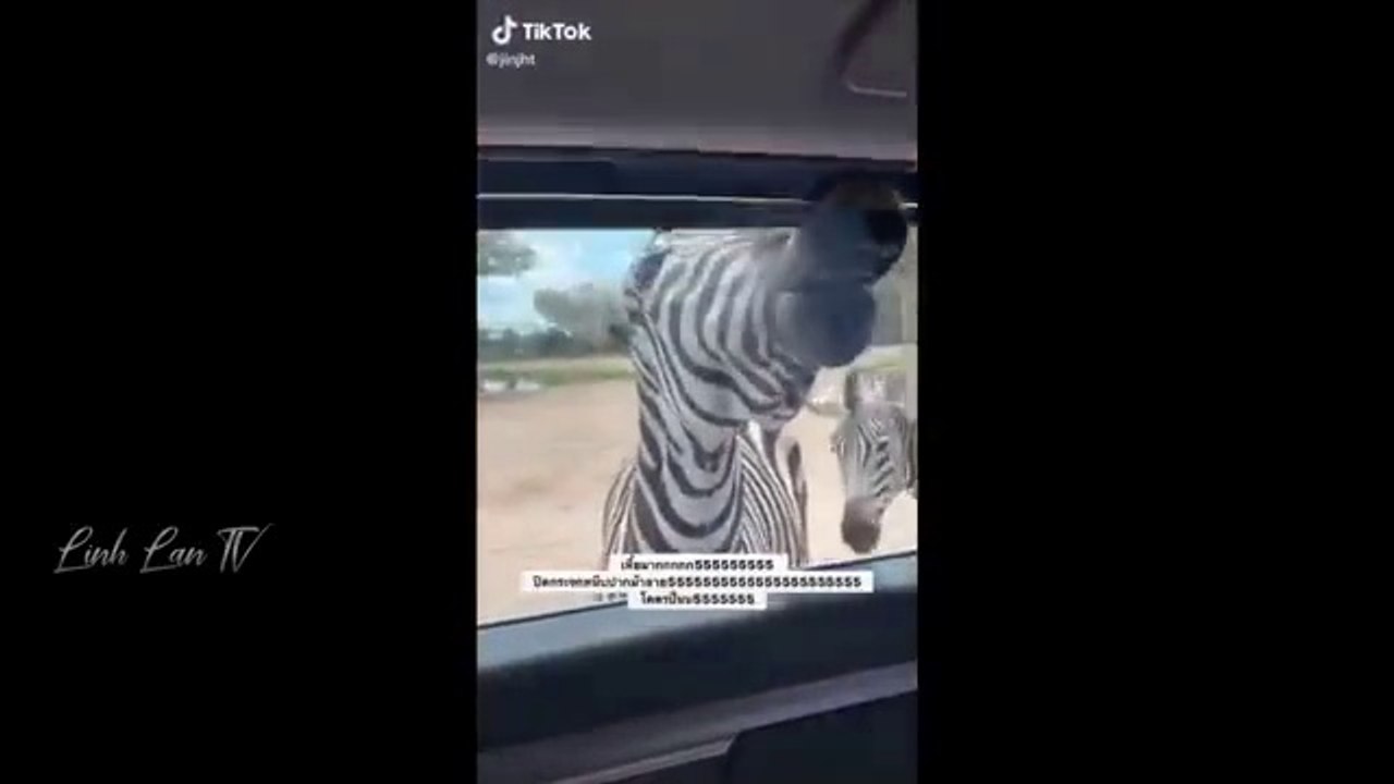 Funny_Moments_Of_The_Year_Compilation