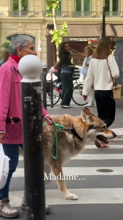 Mujer y su ‘lobo’ revolucionan las redes sociales