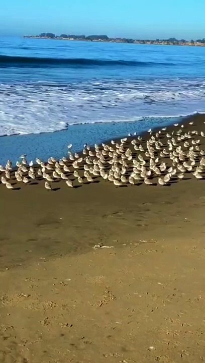 Beautiful Birds